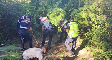 Kamu Arazisine Kenevir Eken Şahıs Yakalandı