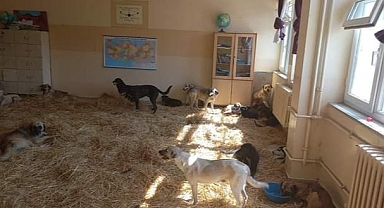 Köy Okulu Başıboş Köpek Sığınağı Oldu