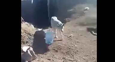 Yaralı Bir Kurt, Zengezur'daki Çatışma Bölgesinde Türk Mevzilerine Sığındı