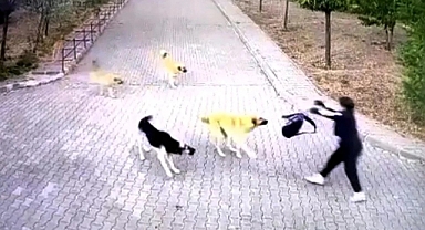 Ankara'da 16 Yaşındaki Lise Öğrencisi Köpek Saldırısından Çantası Sayesinde Kurtuldu