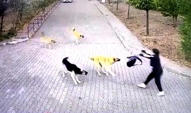 Ankara'da 16 Yaşındaki Lise Öğrencisi Köpek Saldırısından Çantası Sayesinde Kurtuldu