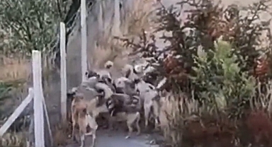 Çorum'da Başıboş Köpek Çeteleri Yüzünden Vatandaşlar Evinden Çıkamaz Oldu