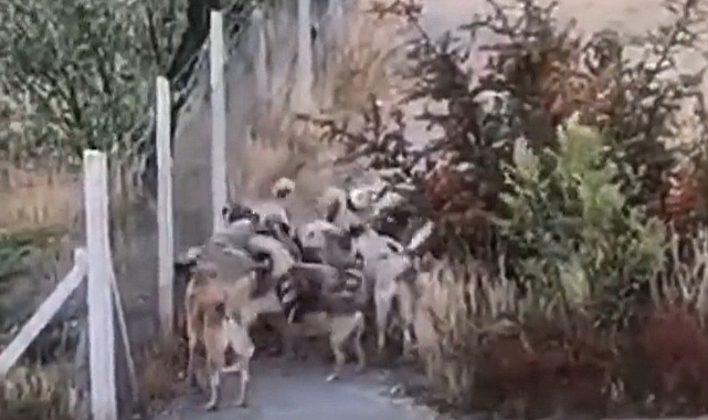 Çorum'da Başıboş Köpek Çeteleri Yüzünden Vatandaşlar Evinden Çıkamaz Oldu