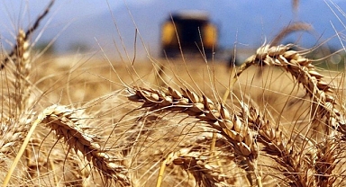 TMO Yaklaşık 500 Bin Ton Buğday İthal Ediyor