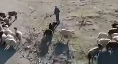 Tokat'ta Bir Çoban, Sürüye Yaklaşan İHA'ya Balta Fırlattı