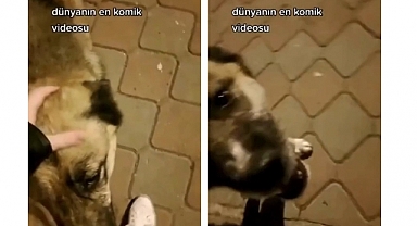Başıboş Köpeği 'İzin Almadan' Seven Kadın Isırıldı