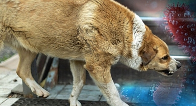 Başıboş Köpek Sorunu: 1 Milyon 500 Bin Doz Kuduz Aşısı Alınacak