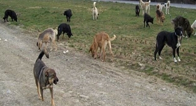 Başıboş Köpekler Mardin'de 6 Yaşındaki Çocuğa Saldırdı