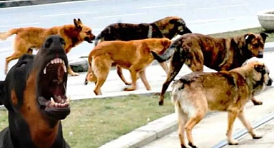 Başıboş Köpeklerden Kaçarken Yüksekten Düşen Üniversite Öğrencisi Ağır Yaralandı