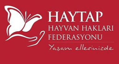 'Haytap', Başıboş Köpeklerle İlgili Haberleri Nedeniyle AA Hakkında Suç Duyurusunda Bulundu