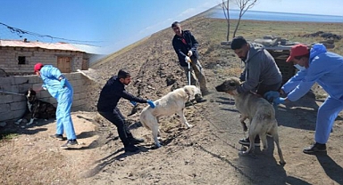 Kuduz Hortluyor mu: Bitlis'te 36 Vaka Daha Tespit Edildi