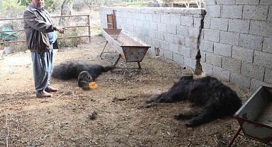 Mersin'de Başıboş Köpekler Ağıldaki Keçileri Telef Etti