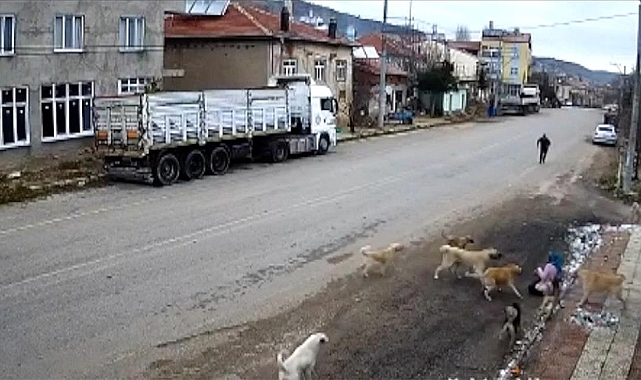 Anadolu Ajansı Başıboş Köpeklerin Saldırısına Uğrayan Kadını Haber Yaptı