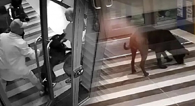 Başıboş Bırakılan Köpek 4 Kişiyi Yaraladı: Sahibine Hapis Cezası Talebi