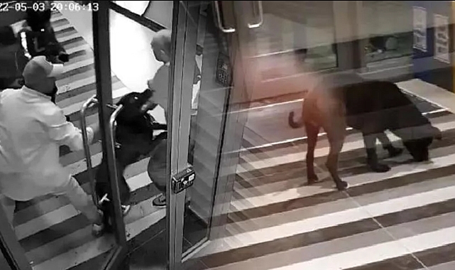 Başıboş Bırakılan Köpek 4 Kişiyi Yaraladı: Sahibine Hapis Cezası Talebi