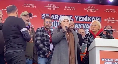 'Hayvansever' Hâkim Köpektaparlara Yol Gösterdi: 6284 ile Mahkemeye Başvurun