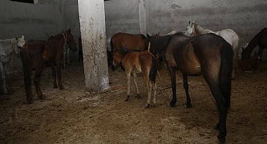 İstanbul'da Kaçak Et Baskını: At Keserken Yakalandılar