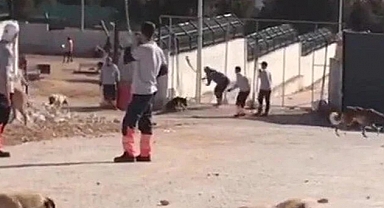 Konya Barınağında Köpeğe İşkence İçin İstenen Ceza Belli Oldu