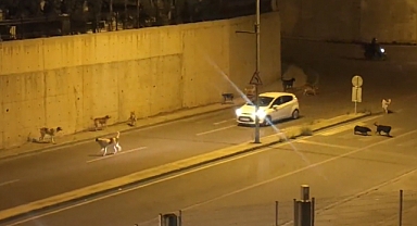 Motosikletli Kuryeler Başıboş Köpekler Yüzünden Yollarını Değiştiriyor