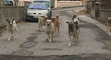 Osmaniye'de Başıboş Köpeklerin 9 Keçiyi Öldürdüğü İddia Edildi