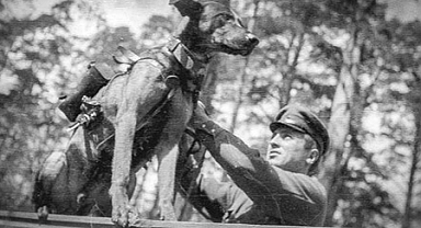 Rus Vekil Başıboş Köpeklerin İntihar Bombacısı Olarak Kullanılmasını İstedi