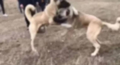 Ankara'da Köpek Dövüştürmek Suretiyle Hayvanlara İşkence Eden 31 Şüpheli Gözaltına Alındı