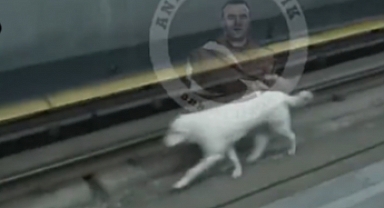 Ankara Metrosunda Başıboş Bir Köpek Raylara İndi, Seferler Aksadı