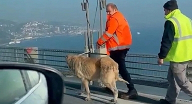 Başıboş Köpek Boğaziçi Köprüsüne Girdi