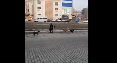 Başıboş Köpekler Bu Sefer De Sinop'taki Bir Kadına Saldırdı