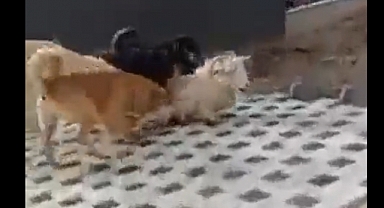 İzmir'de Başıboş Köpekler Keçiye Saldırdı, Yaralı Keçi Vatandaşın Müdahalesiyle Kurtuldu