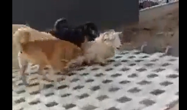 İzmir'de Başıboş Köpekler Keçiye Saldırdı, Yaralı Keçi Vatandaşın Müdahalesiyle Kurtuldu