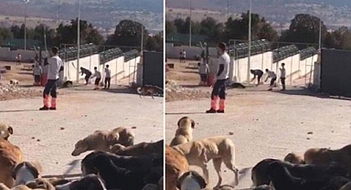 Konya'daki Barınakta Köpeklere İşkence Eden Canilerin Cezası Belli Oldu