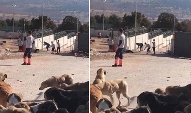 Konya'daki Barınakta Köpeklere İşkence Eden Canilerin Cezası Belli Oldu