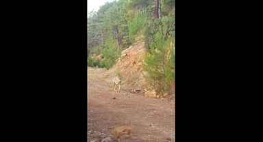 Kurtlar Fotokapana Takıldı