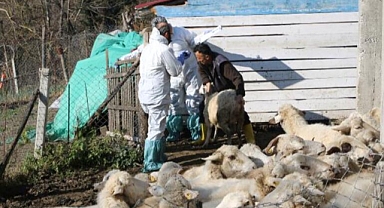 Zonguldak'ta Hayvanlarda Çiçek Hastalığı Görüldü: 50 Köy Karantinada