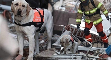 Arama Kurtarama Köpekleri Nedir ve Nasıl Eğitilir?