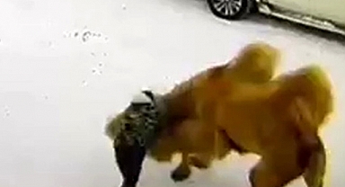 Çift Hörgüçlü Türk Devesi, Kendisine Yumruk Atan Cani Rus'u Öldürdü