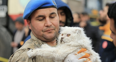 Diyarbakır'da Enkazın Altından Bir Kedi Kurtarıldı
