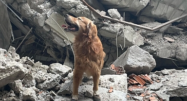İsveç Arama Kurtarma Ekibinin Kahraman Köpeği Killian, 17 Kişinin Hayatını Kurtardı