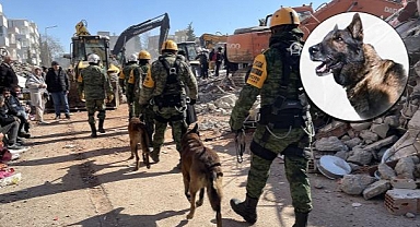Meksika Arama Kurtarma Ekibinin Kahraman Köpeği 'Proteo' Hayatını Kaybetti