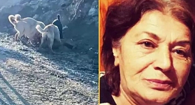 Başıboş Köpekler, 70 Yaşındaki Kadına ve Köpeğine Saldırdı: Saldırı Sonucu Kadın Ağır Yaralanırken Köpeği Hayatını Kaybetti