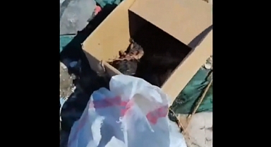 Başıboş Köpekler İzmir'de Onlarca Tavuğu Telef Etti