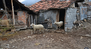 Başıboş Köpekler, Yoksul Çiftçinin Sahip Olduğu 8 Koyundan 6'sını Parçalayarak Öldürdü