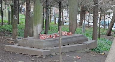 İstanbul'da Mezarlığın Üstüne Köpeklerin Yemesi İçin Kemik Bıraktılar