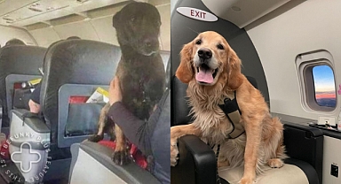 Kahraman Kurtarma Köpekleri Memleketlerine First-Class Uçuşlarla Döndü