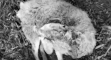 Sakarya'da Başıboş Köpekler Çiftliğe Saldırıp Çok Sayıda Koyunu Telef Etti