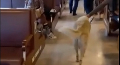 Şehir Hatlarında Başıboş Köpek Sebebiyle Sefer Yapılamadı: Yolcular Kaptanı 'Hayvan Düşmanlığı'yla Suçladı
