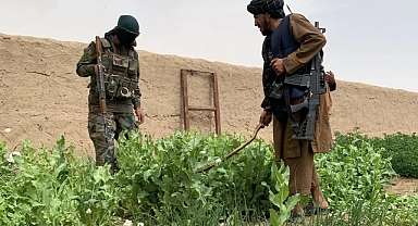 Şeriatçı Terör Örgütü Taliban'ın İşgal Ettiği Afganistan'da Kenevir Ekimi Yasaklandı