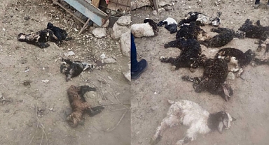 Ağıla Giren Başıboş Köpekler 25 Oğlağı Telef Etti