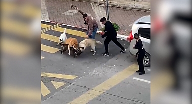 Başıboş Köpekler ve Ağızlıksız Gezdirilen Pitbull Lise Önünde Birbirine Girdi